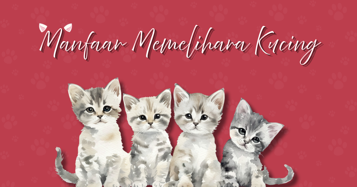 7 Manfaat Punya Kucing yang Gak Banyak Orang Tau!